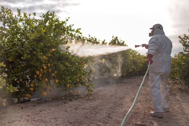 Reliable Rockledge, FL Pest Control Solutions